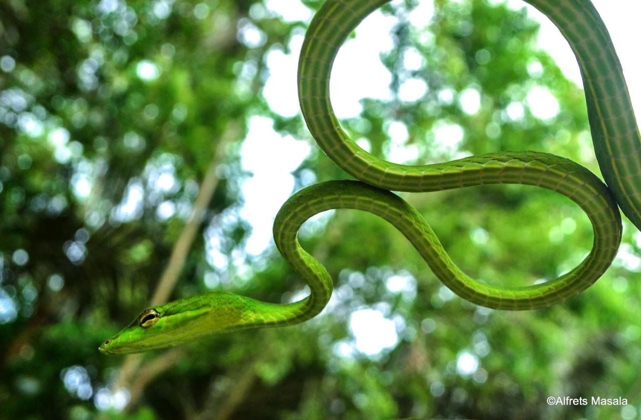 Tangkoko Ranger