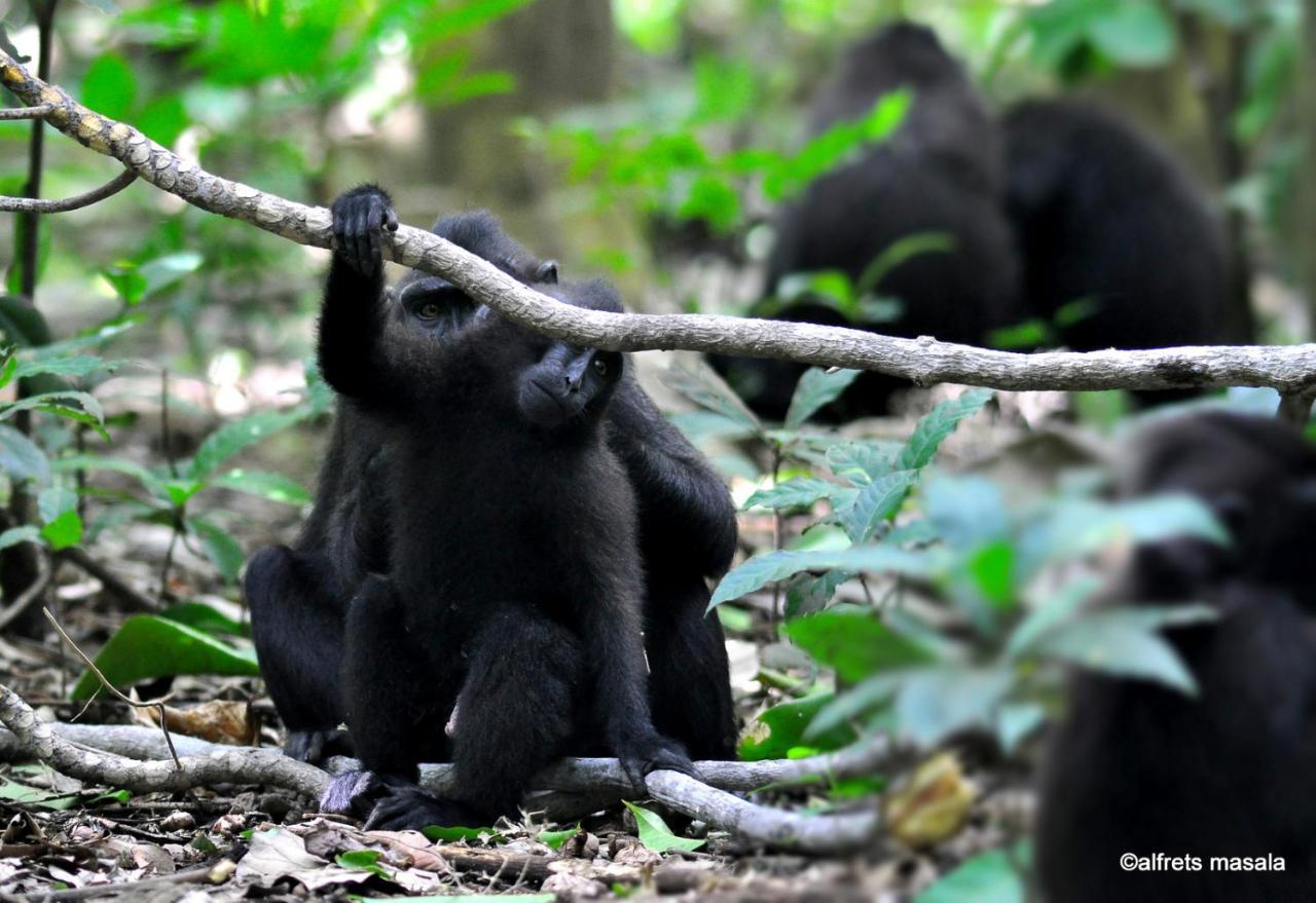 Tangkoko Ranger Bitung